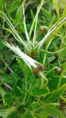 Clematis microphylla