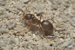 Lasius americanus