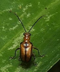 Lemini