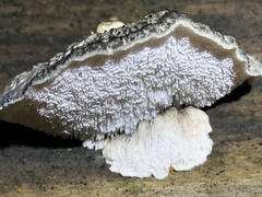 Cyanosporus