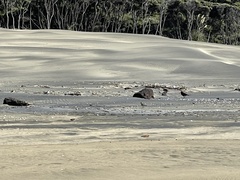 Charadrius obscurus aquilonius