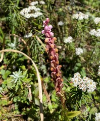 Satyrium nepalense