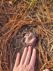 Cortinarius violaceus