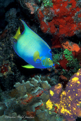 Holacanthus ciliaris