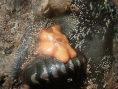Meridiastra