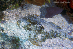 Urobatis jamaicensis