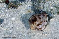 Cassis tuberosa