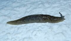 Limacus