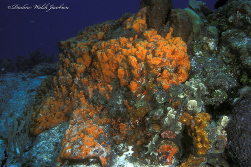 Orange Elephant Ear Sponge