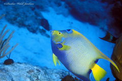 Holacanthus ciliaris