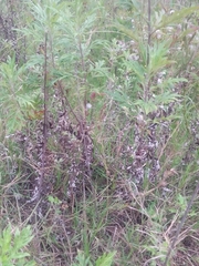 Artemisia verlotiorum