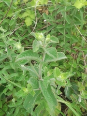 Aloysia macrostachya