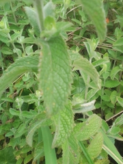 Aloysia macrostachya