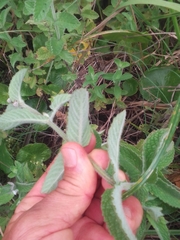 Aloysia macrostachya