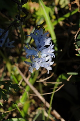 Bellevalia hyacinthoides