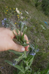 Cynoglossum creticum