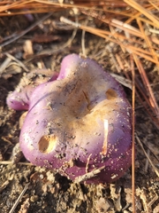 Cortinarius violaceus