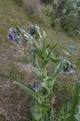 Cynoglossum creticum