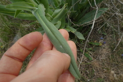 Cynoglossum creticum