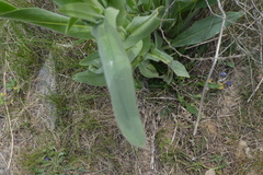 Cynoglossum creticum