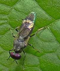 Euryneura