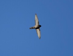 Aerodramus terraereginae