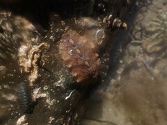 Cryptoplax striata