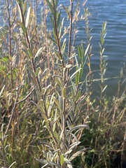 Salix exigua