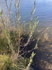 Salix exigua