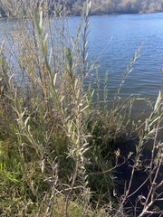 Salix exigua