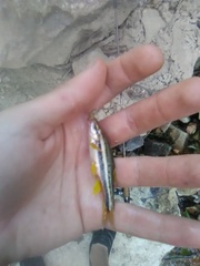 Chrosomus erythrogaster