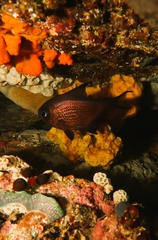 Pempheris multiradiata