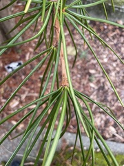 Sciadopitys verticillata