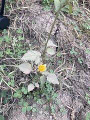 Bidens pilosa