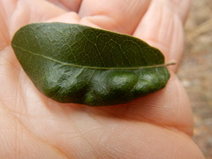 Aceria mackiei