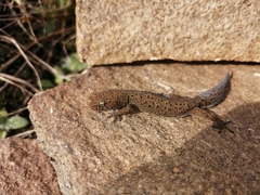 Pachydactylus capensis
