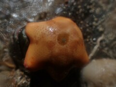 Meridiastra