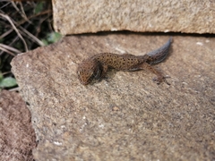 Pachydactylus capensis