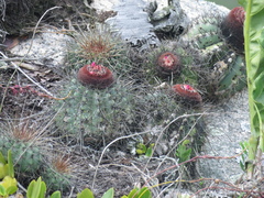 Melocactus ernestii