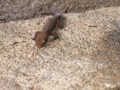 Pachydactylus capensis