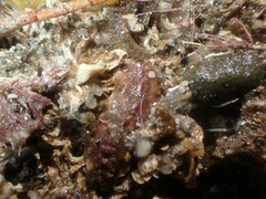 Cryptoplax striata