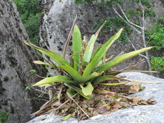 Bromelioideae