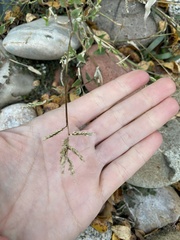 Urochloa reptans