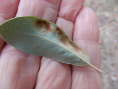 Aceria mackiei