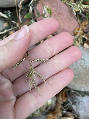 Urochloa reptans