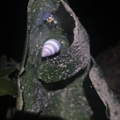 Drymaeus flexilabris