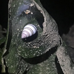 Drymaeus flexilabris