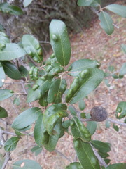 Aceria mackiei