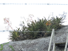 Aechmea leptantha