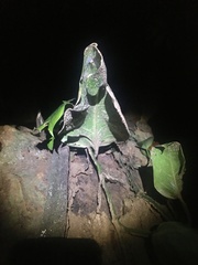 Drymaeus flexilabris